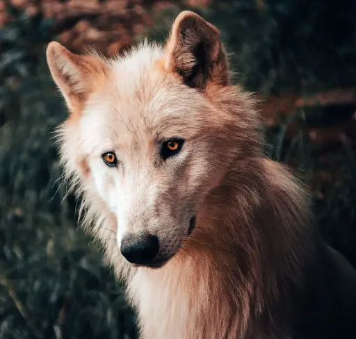 Le loup canadien